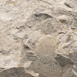 Meet your Posher, Todd